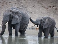 Wild Olifant 4